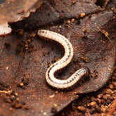 Spirobolellus Sp Maui Millipede